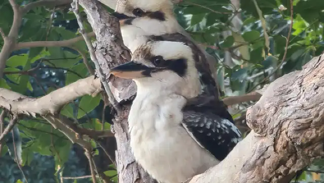 從雪梨出發：藍山之旅，瀑布漫步和午餐