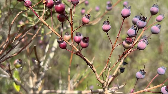 Lisboa: senderismo en el Parque Natural de Arrábida