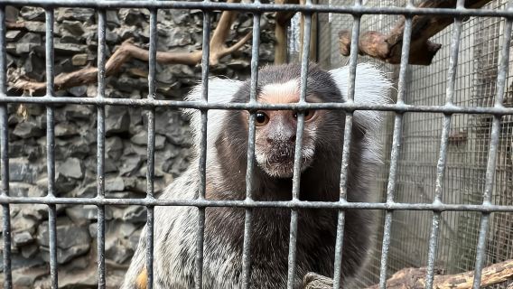 Table Mountain, World of Birds and Constantia wineries Tour