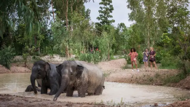 เชียงใหม่: โครงการให้อาหารช้างแบบมีจริยธรรม