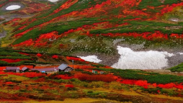 日本富良野青池+旭川市旭山動物園【中文司機/可訂多日】