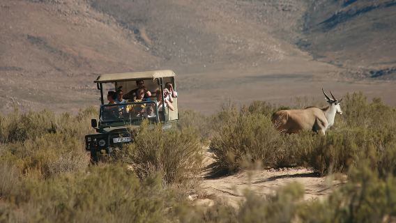 Cape Town Day Tour to Aquila Private Game Reserve with Lunch from South Africa