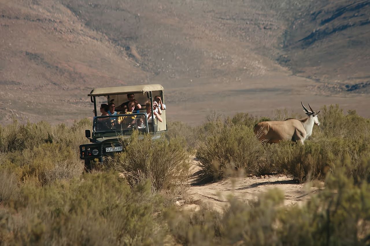 Cape Town Day Tour to Aquila Private Game Reserve with Lunch from South Africa