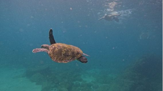 จากดูไบ: ทัวร์ดำน้ำดูเต่าที่ฟูไจราห์ พร้อมบาร์บีคิวและบริการรับส่ง