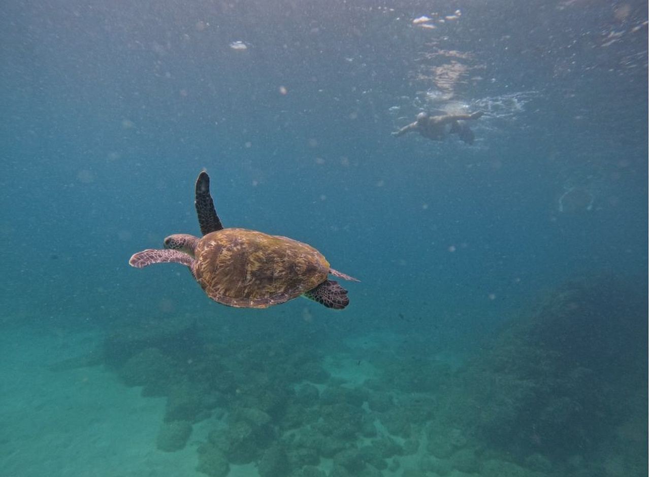 จากดูไบ: ทัวร์ดำน้ำดูเต่าที่ฟูไจราห์ พร้อมบาร์บีคิวและบริการรับส่ง