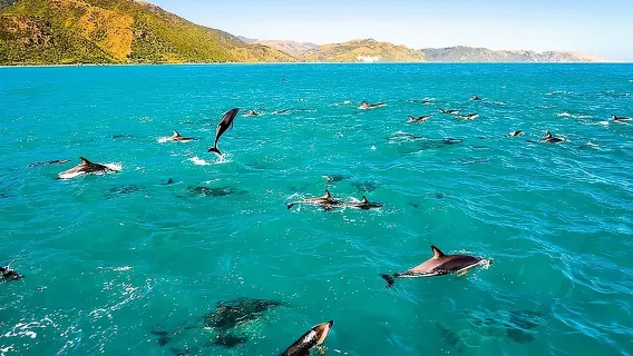 Kona Wild Dolphin, Sea Cave & Captain Cook Reef Snorkel Adventure