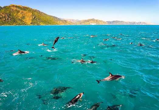 Kona Snorkel Tour: Captain Cook Reef Snorkel, Dolphin & Sea Caves
