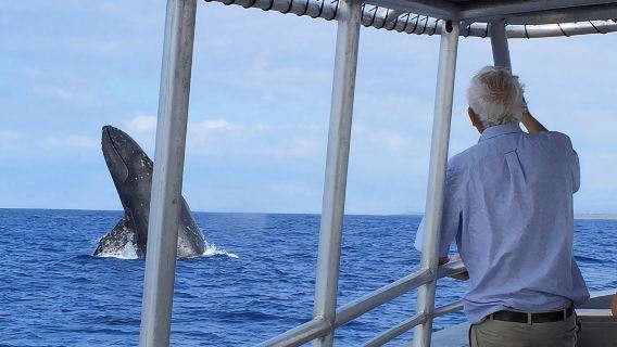 Whale Watching On The Big Island