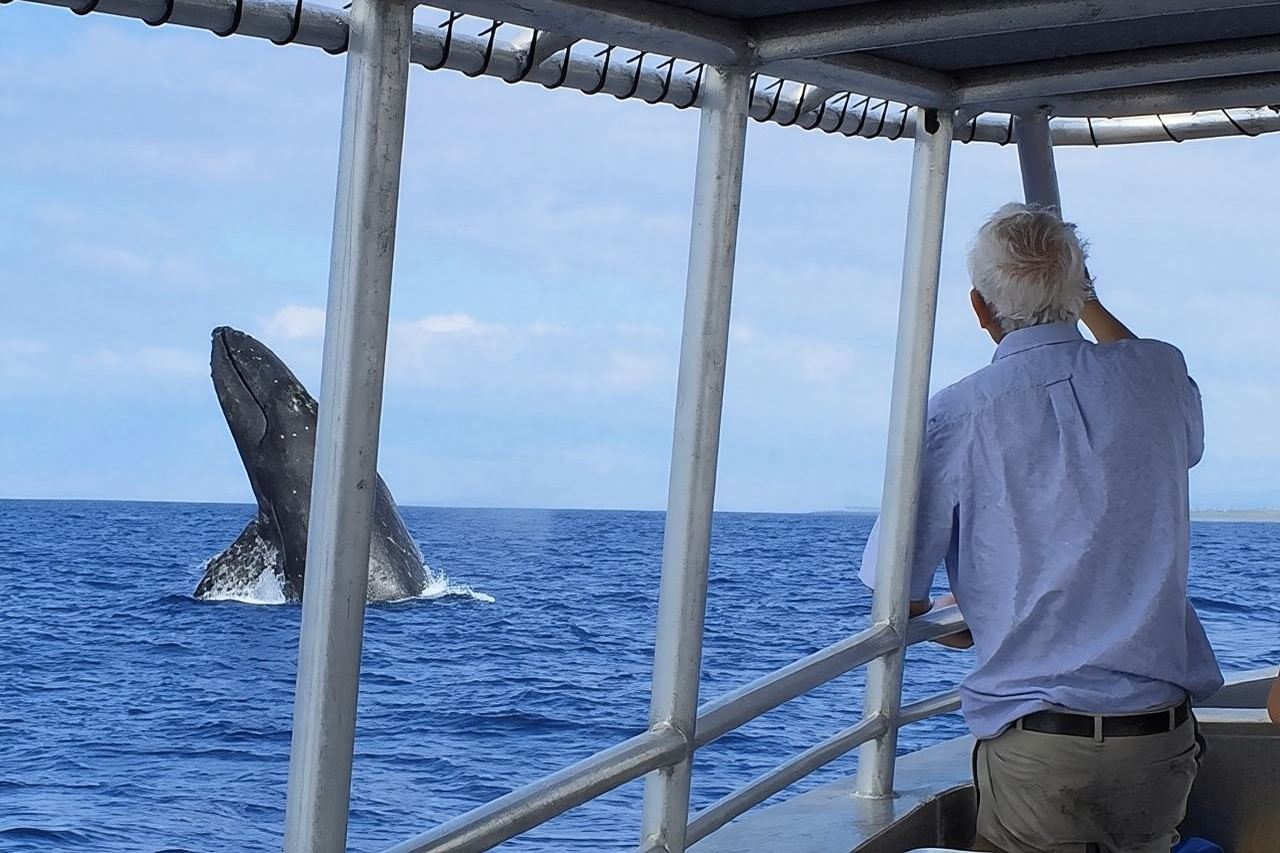 Avvistamento delle balene sulla Big Island