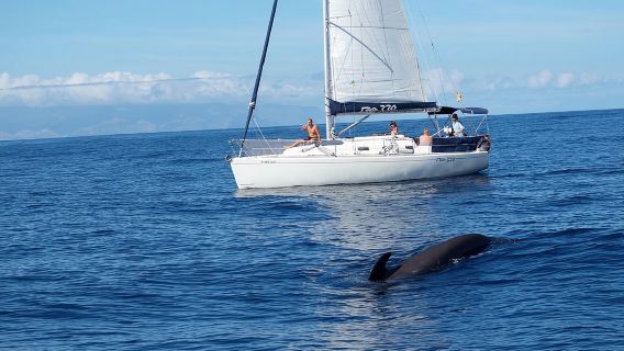 Whale and Dolphin Watching Sailing Boat with Drinks, Snacks and Swimming Time