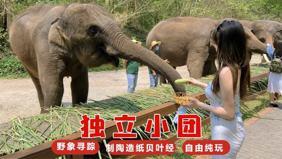 雲南西雙版納野象谷+曼掌村一日遊【獨立汽車丨酒店接送】