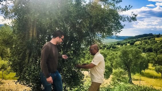 Discovering extra virgin olive oil