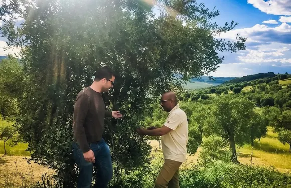 探索特級初榨橄欖油