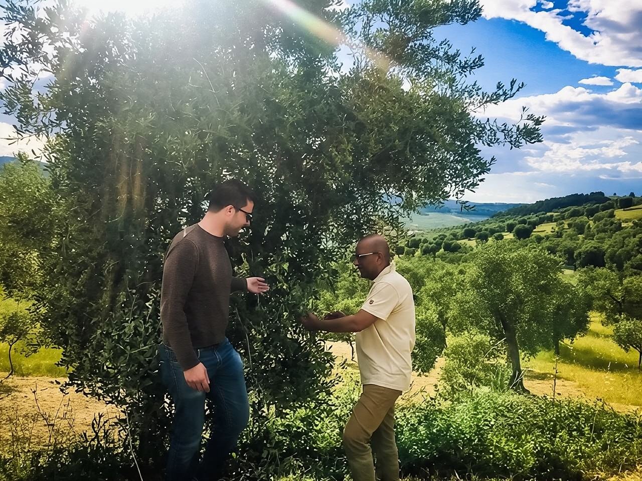 Alla scoperta dell'olio extravergine di oliva