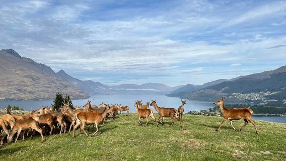 Queenstown