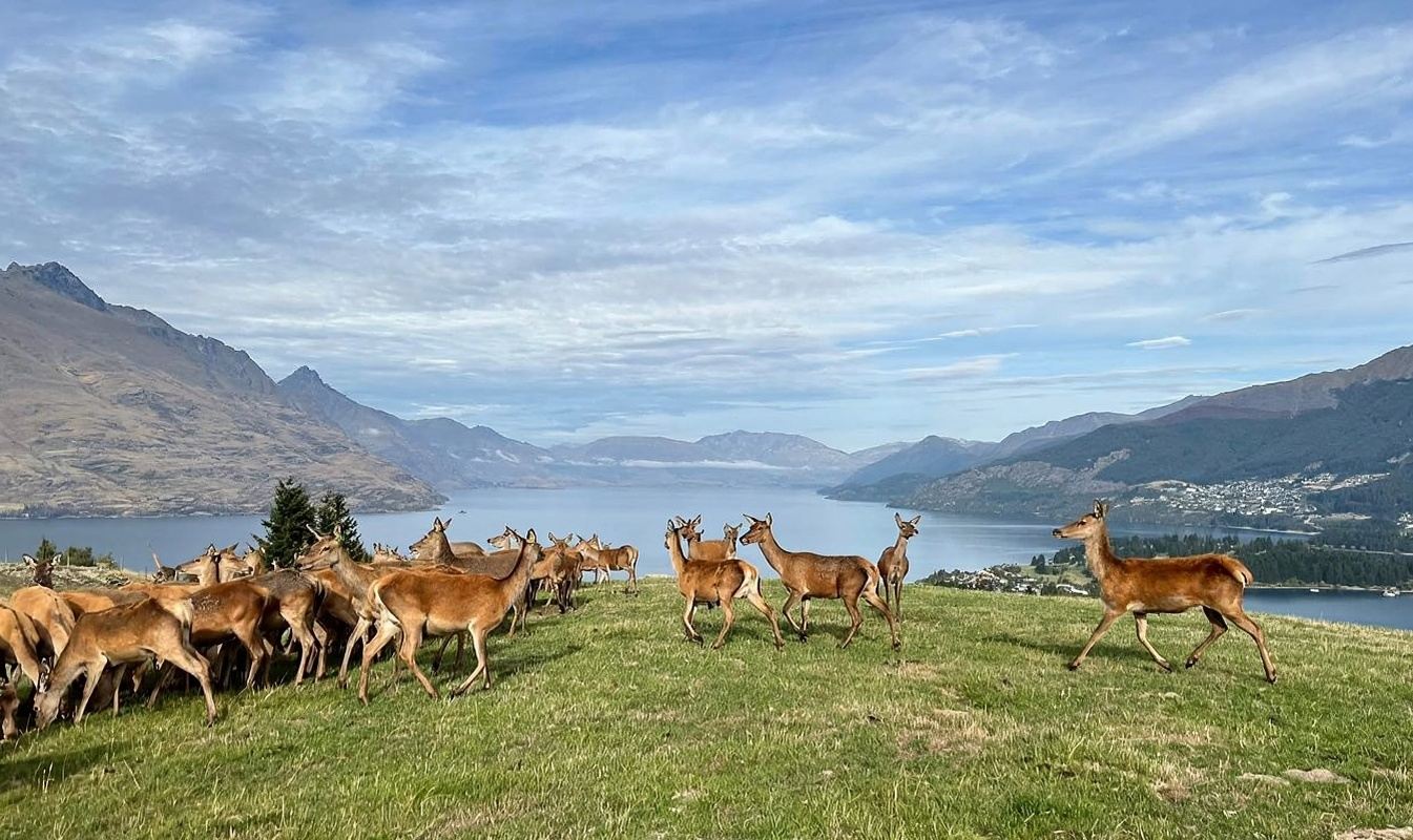 Новая Зеландия: Парадайс + Собор Святого Петра + Озеро Уакатипу + Оленья ферма на плато [Гид на китайском и английском]