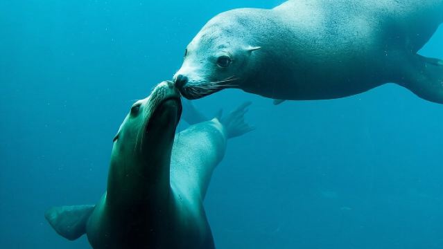 Toegangskaartje Nausicaa, het grootste aquarium van Europa