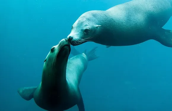 瑙西卡水族館門票，歐洲最大的水族館