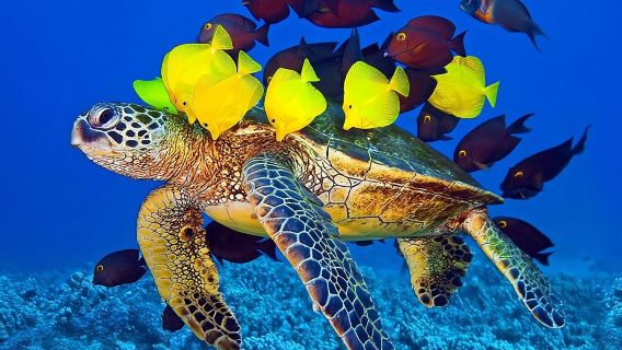 Hurghada Paradise Conquest Semi Submarine Snorkeling Trip