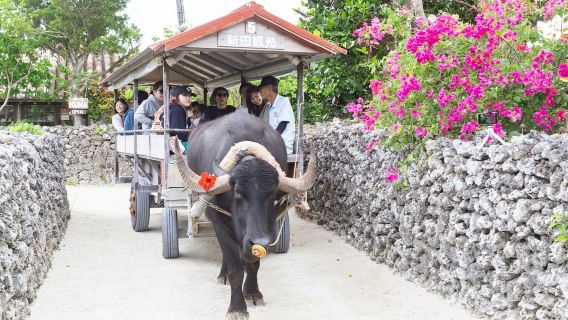 Ishigaki: snorkeling all'isola fantasma e visita turistica a Taketomi