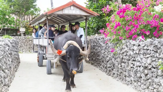 Ishigaki: Snorkeling di Pulau Hantu dan Wisata Taketomi