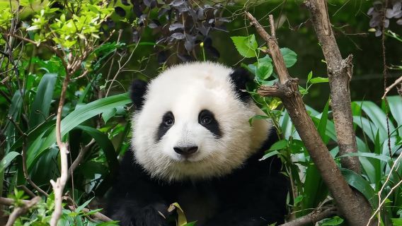 Chengdu: Panda Base Tour/Ticket Only Option