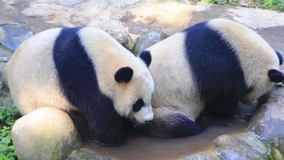 Pengalaman Sukarelawan Panda Chengdu/Pengalaman Kasih Sayang Panda & Kem Keluarga + Sijil Sukarelawan + Hadiah Cenderamata