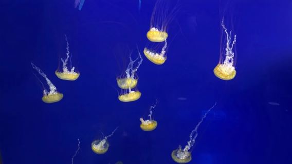 美國西雅圖飛行博物館+水族館+摩天輪【親子時光】