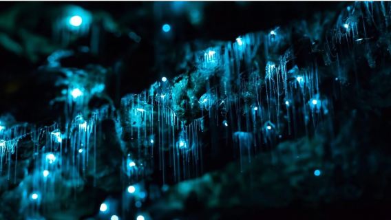 新西蘭霍比特村&螢火蟲洞一日遊（含中文導遊）