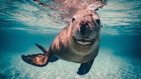 Isla de los Pingüinos en Australia Occidental: Excursión en crucero con esnórquel y vida silvestre en 3 islas de Rockingham (incluye almuerzo)