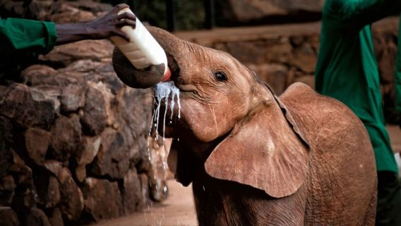 Nairobi, Kenya: National Park + Elephant Orphanage + Giraffe Centre Tour + Transfer Guide