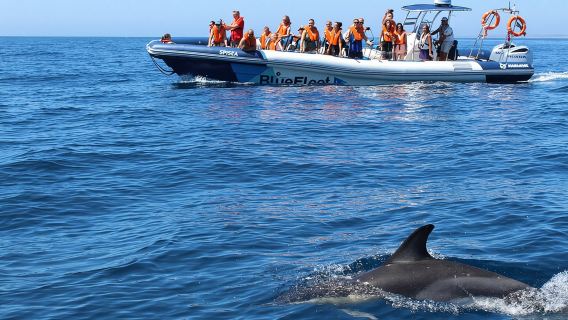 Dolphin Watching from Lagos with Marine Biologists