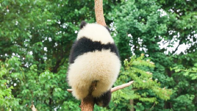 熊貓基地1.5-2H人員導覽【蜀小匠趣講萌寶1天4場+藍牙耳麥·不走冤枉路·快人一步看熊貓】