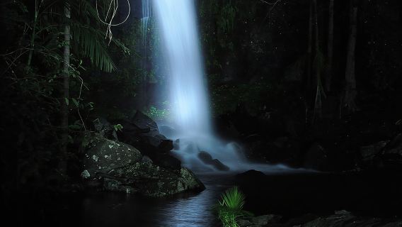 Evening Rainforest & Glow Worm Tour from Gold Coast