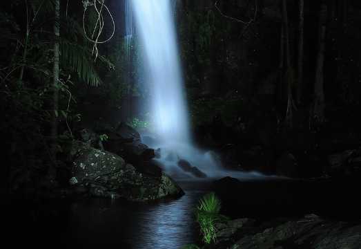 Evening Rainforest & Glow Worm Tour from Gold Coast AUD 121.35