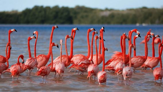 Celestun Beach and Mangrove Boat Ride from Merida