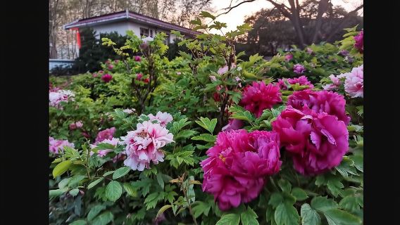 Jardin national des fleurs de Zhengzhou, Chine + Ancienne ville de Luoyi + Grotte de Jiguan + Temple de Guanlin / Guide touristique chinois, anglais, russe, japonais, coréen et allemand @