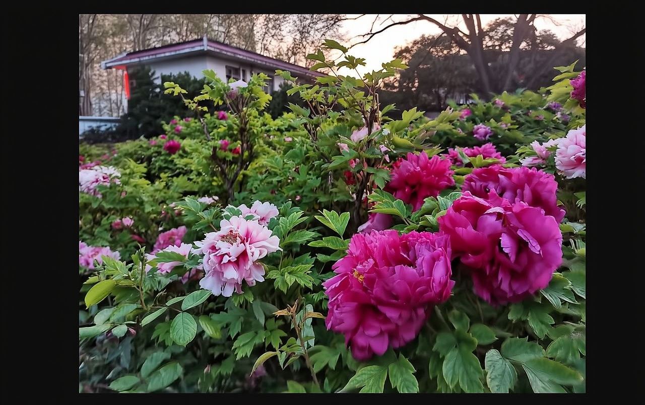 Zhengzhou China National Flower Garden + Luoyi Ancient City + Ji Guan Cave + Guanlin Temple (Guides in Chinese, English, Russian, Japanese, Korean, and German)