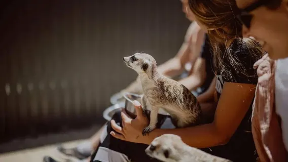 1-day tour of Hunter Valley Wildlife Park in Australia