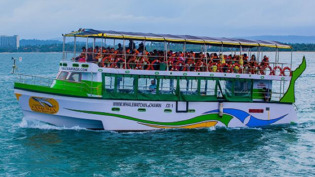 Whales and Dolphins Watching-Luxury Super Grade Cruiser(Hotel Pick up offered)