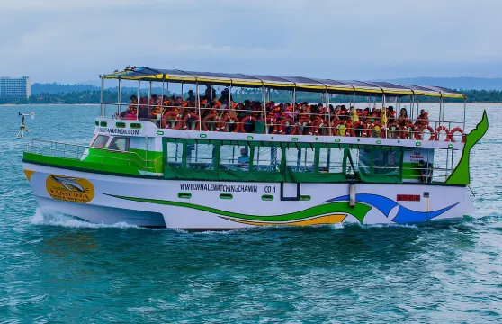 觀賞鯨魚和海豚 - 豪華超級遊輪（提供飯店接送服務）