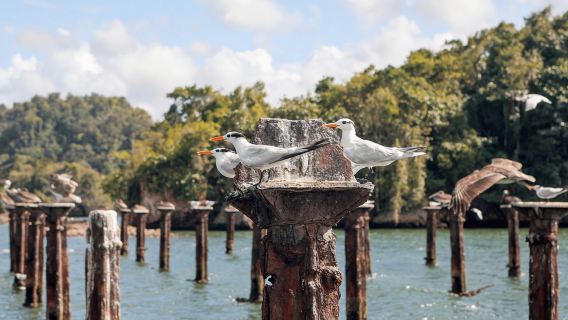 Promenade en bateau Los Haitises + Piscines naturelles de Caño Hondo