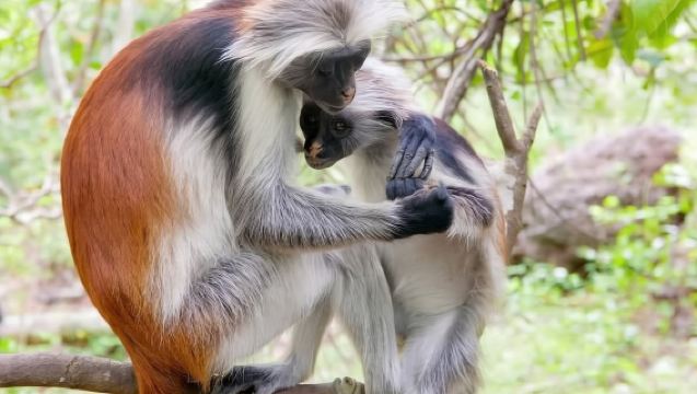 Zanzibar: Jozani Forest, Prison Island and Spice Farm Tour