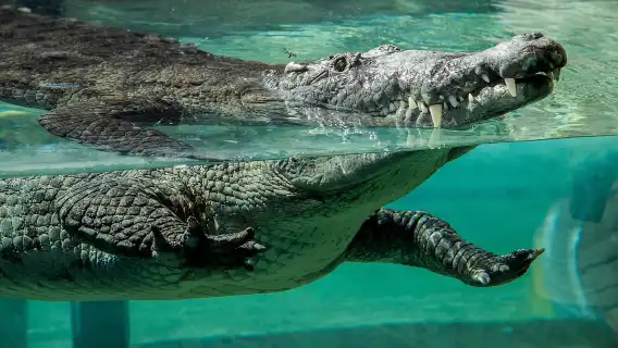 Zoo Miami: General Admission Ticket