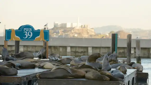 舊金山 CityPASS：在 4 個熱門景點節省 46%