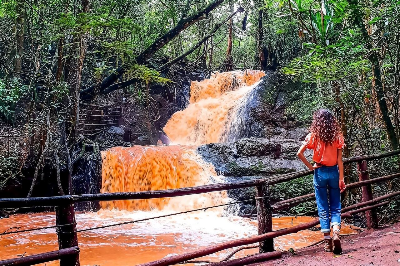 Nairobi: From Nairobi-Karura Forest Guided Walking Tour
