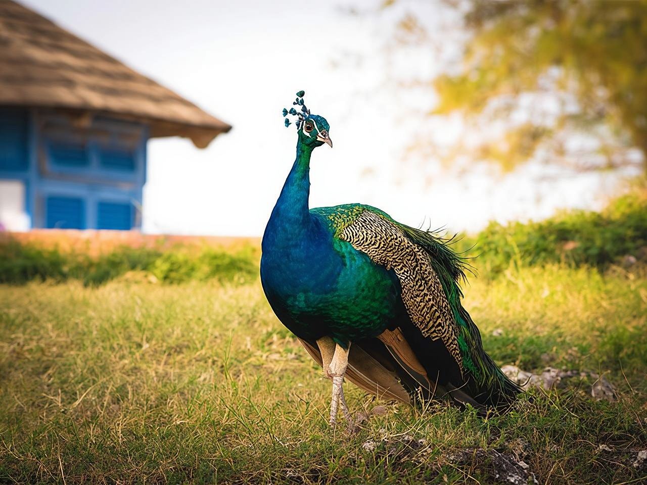 Zanzibar : excursion en bateau à Prison Island et parc national de Jozani