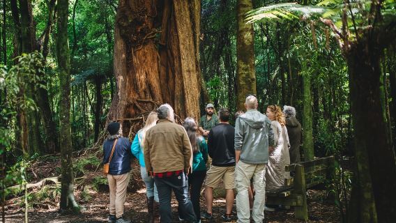 Wellington: Original LOTR Full-Day Tour with Weta & Lunch