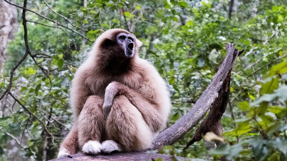 Monkeyland Guided Tour in Plettenberg Bay