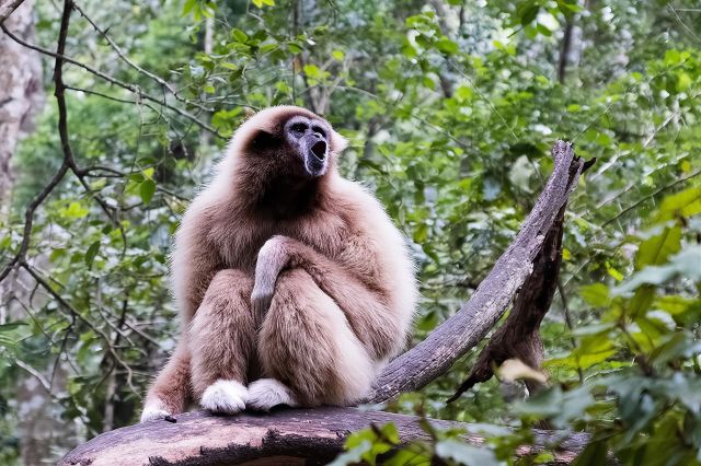 Monkeyland Guided Tour in Plettenberg Bay